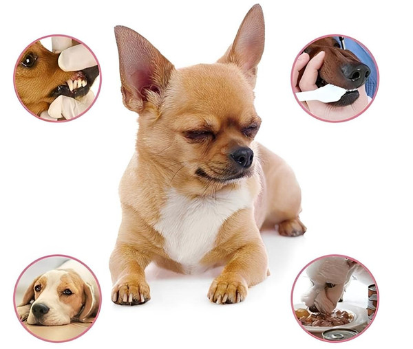 Rafraîchisseur d'Haleine pour chien zaxx