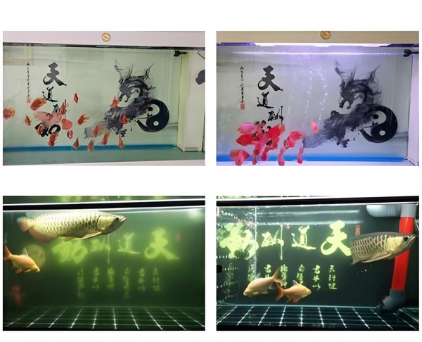 Cube Purificateur d'Eau Eco-Aquarium zaxx