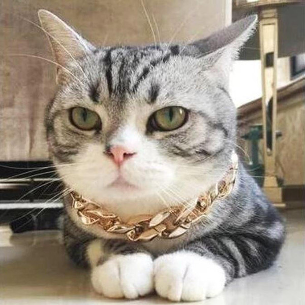 Collier De Securite En Chaine Doree Pour Chien et Chat Collier De Securite En Chaine Doree Pour Chien et Chat zaxx