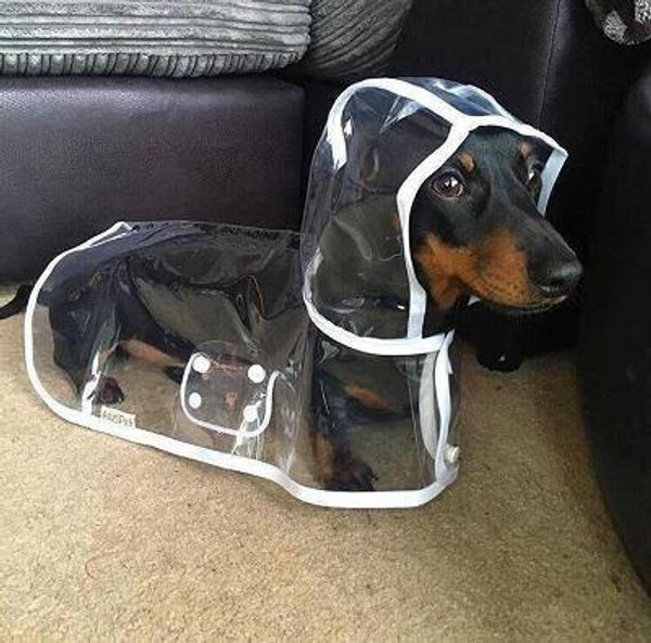 Teckel Garde de chiot à poil long Barrière de sécurité pour chien Barrière  de chien Maison Porte descalier Garde -  France