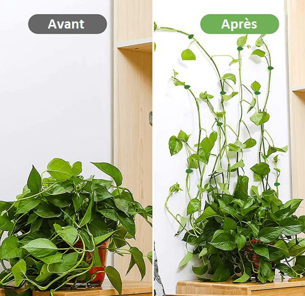 Support mural pour plantes