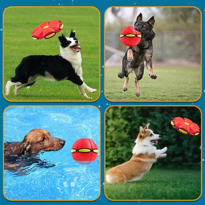HICCVAL Boule de soucoupe volante pour animaux de compagnie, jouet pour  chien de soucoupe volante, jouet pour chien de soucoupe volante de  déformation, balle de soucoupe volante pour animaux de : 