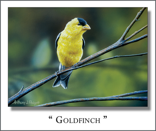 Goldfinch - Quick-Change Art Panel