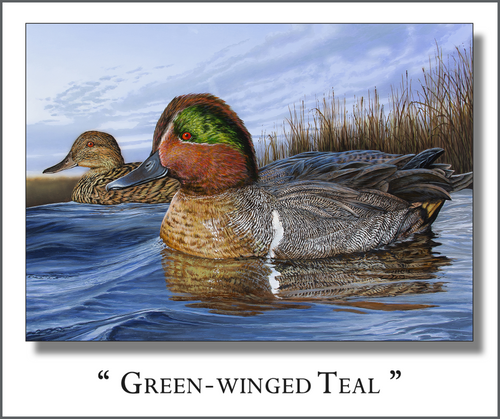 Green-winged Teal - Quick-Change Art Panel