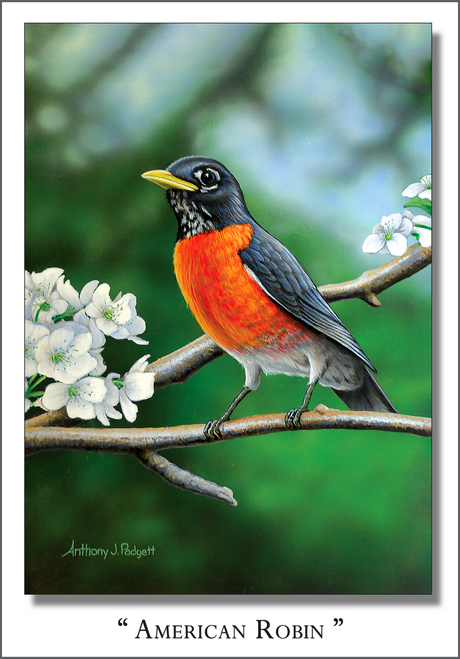 American Robin - Quick-Change Art Panel - Vertical