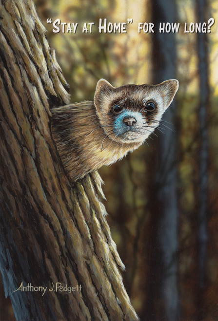 "Stay at Home" for how long? - Ferret
