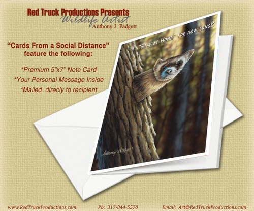 "Stay at Home" for how long? - Ferret