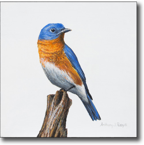Small Canvas Print - Bluebird