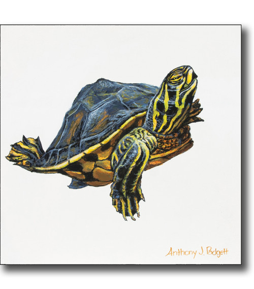 Small Canvas Print - Turtle