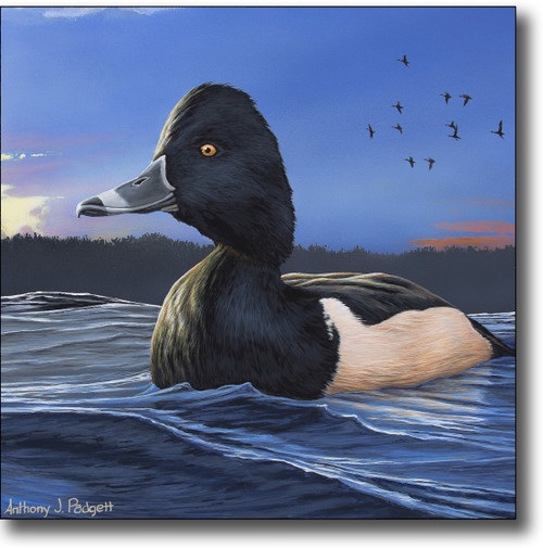 Small Canvas Print - Ring-necked Duck