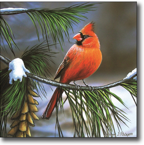 Small Canvas Print - Cardinal On Watch