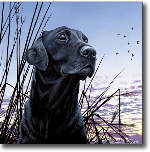 Small Canvas Print - Black Lab - Drake