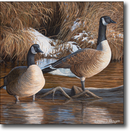 Small Canvas Print - Canadian Thaw