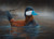 2024 Louisiana Duck Stamp Print - Ruddy Duck