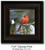 Small Canvas Print - Cardinal On Watch