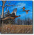 Small Canvas Print - Brisk Afternoon Flight - Pheasants