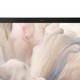DELL Pro 14 Premium PA14250 Copilot+ PC Intel Core Ultra 7 266V Laptop 35.6 cm (14") Full HD+ 16 GB LPDDR5x-SDRAM 512 GB SSD Wi-Fi 7 (802.11be) Windows 11 Pro UK English Grey