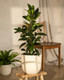 African Fig