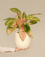 Chinese Evergreen