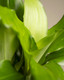 Dracaena