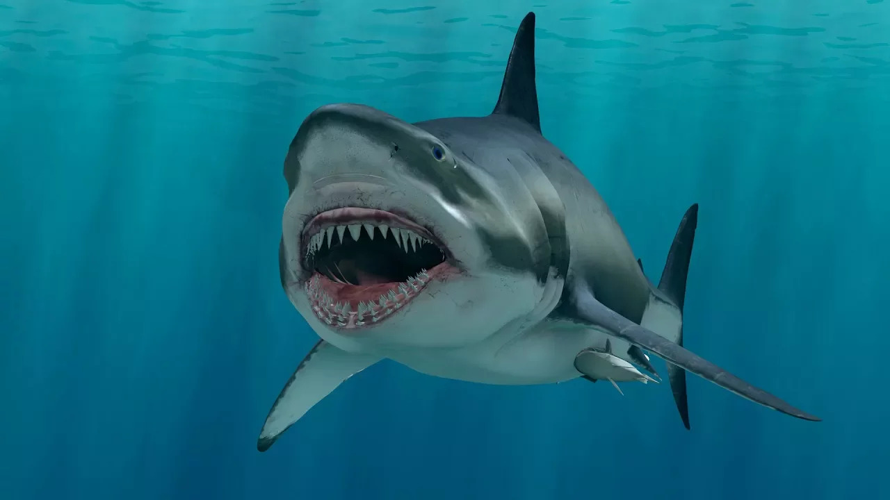 C4Depot 3D Model Collection for Cinema 4D: Fara Great White Shark - video thumbnail image