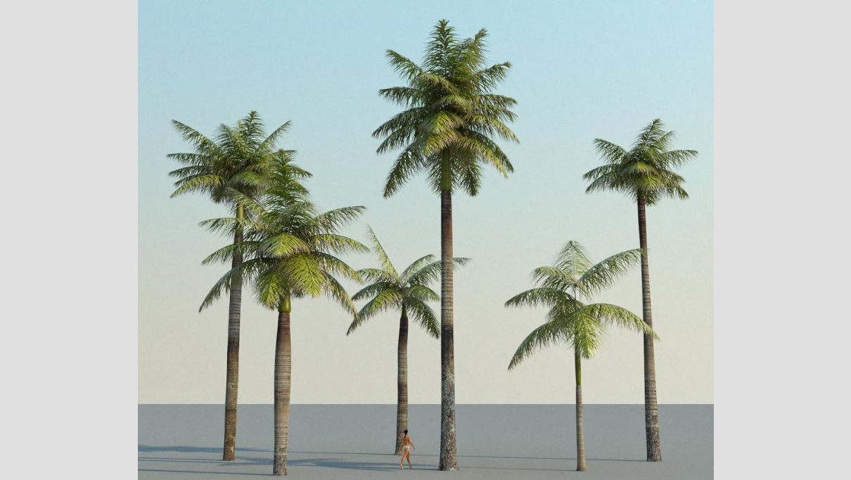 iCube Models - iTrees Palms - additional image 3