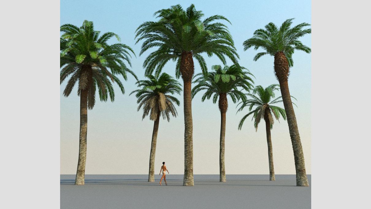 iCube Models - iTrees Palms - additional image 4