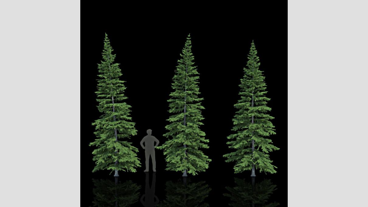 iCube Models - iTrees vol.4 Fir Trees - additional image 2