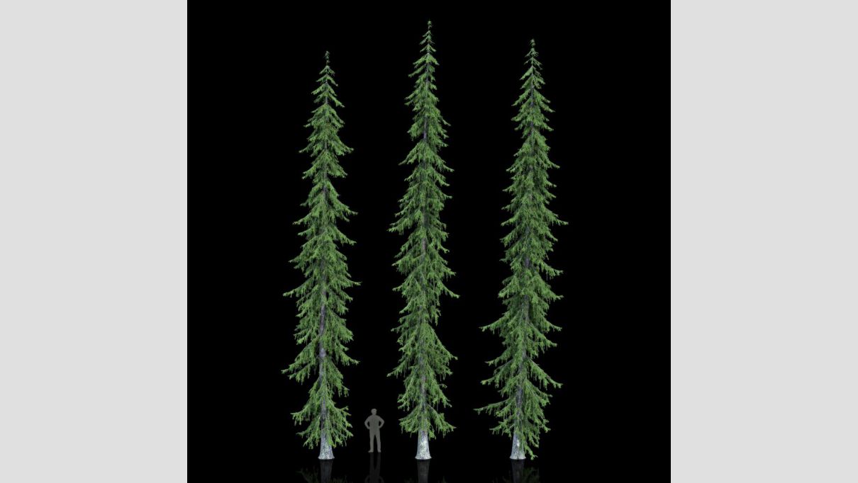 iCube Models - iTrees vol.4 Fir Trees - additional image 3