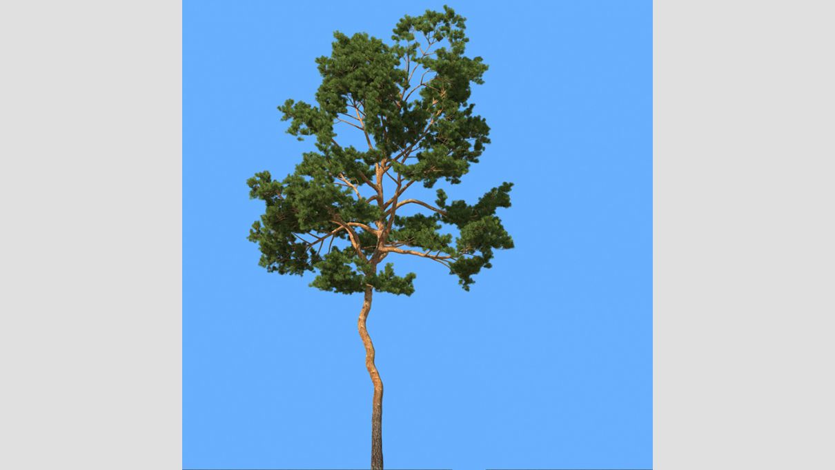 iCube Models - iTrees vol.5 Pine Trees - additional image 1