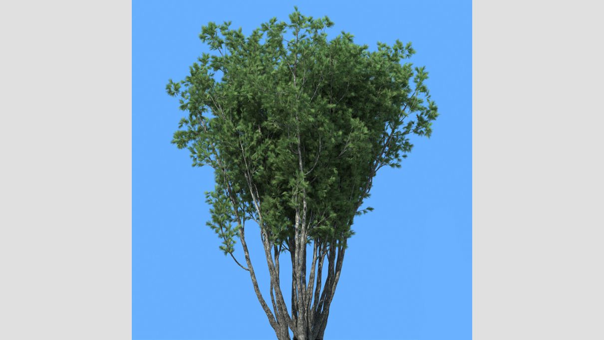 iCube Models - iTrees vol.5 Pine Trees - additional image 4