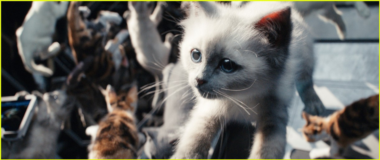'The Marvels' Flerkittens: The real kittens and the digital ones