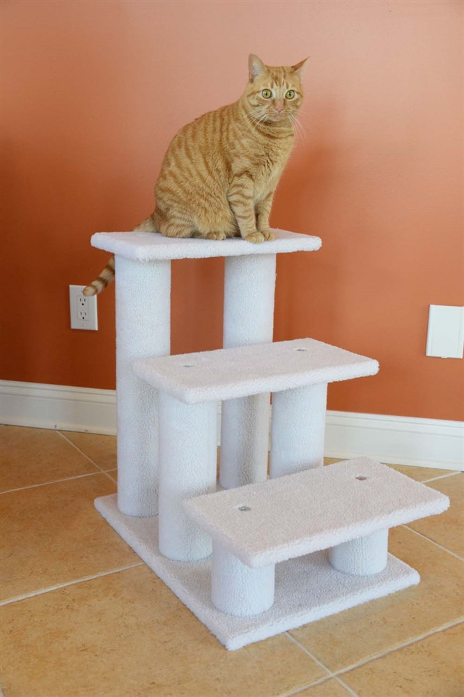 25 cat condo