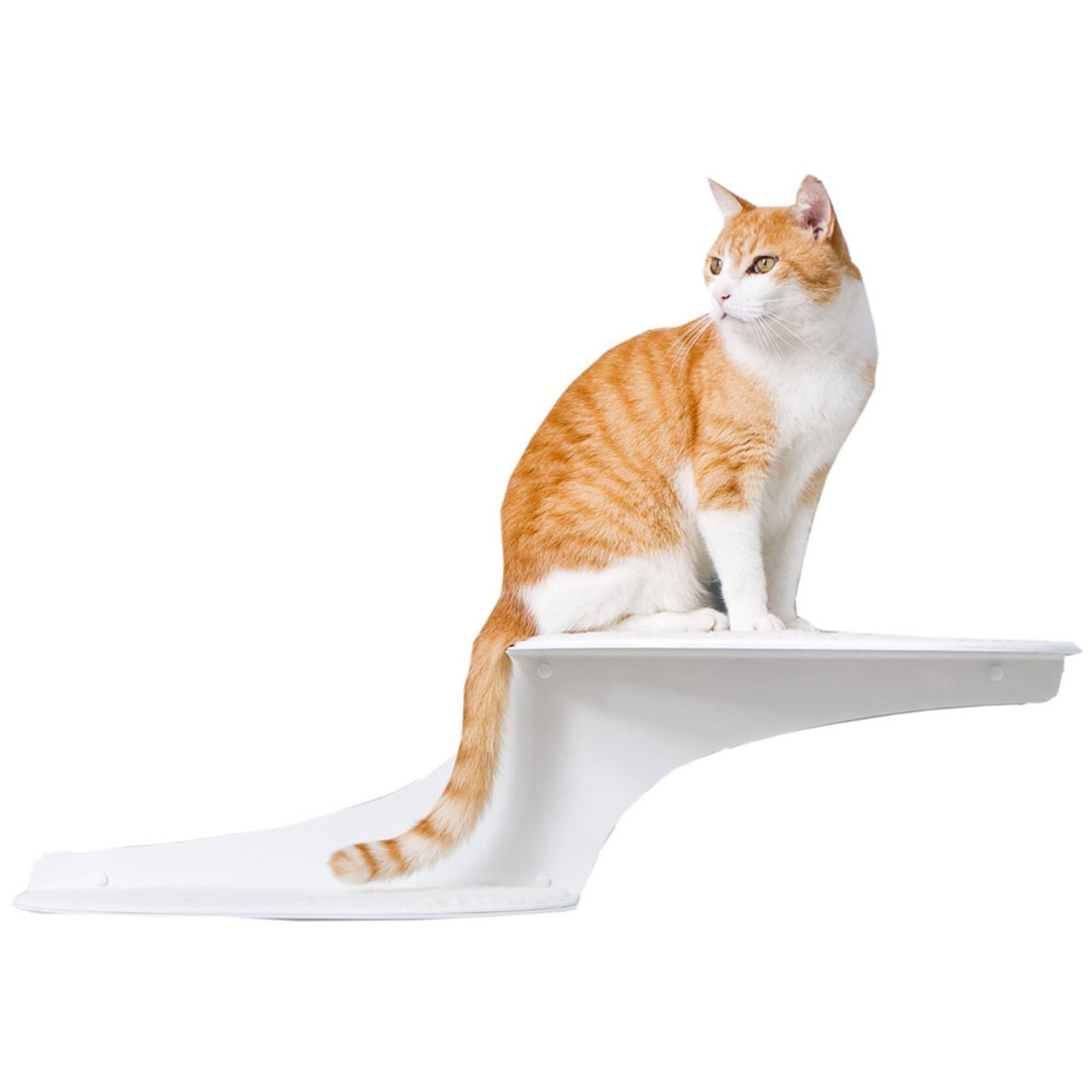 Cat sale cloud shelf