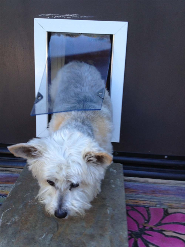 Security Boss SB Standard Wall Mount Pet Door