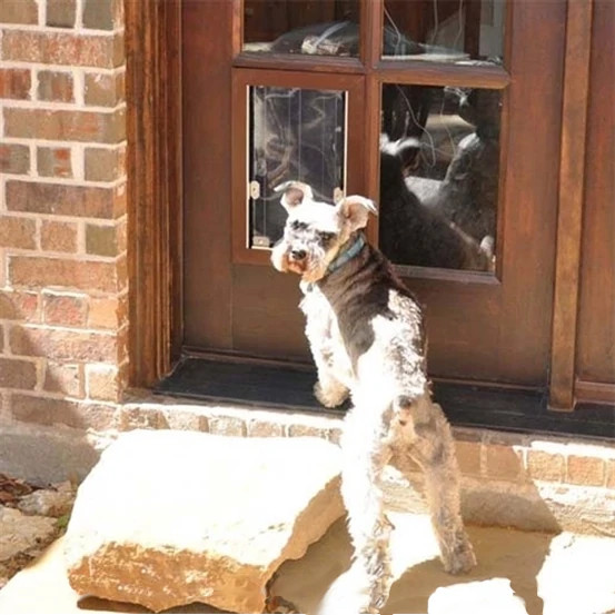 dogit replacement pump