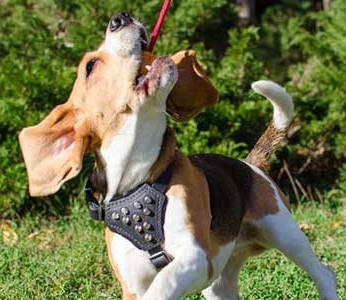 Studded Leather Puppy Harness