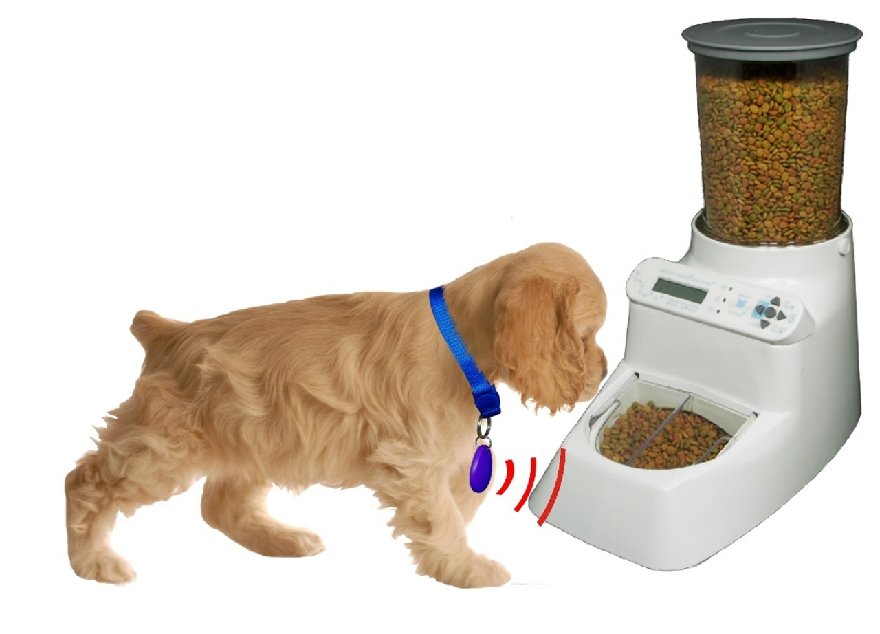 collar activated feeder