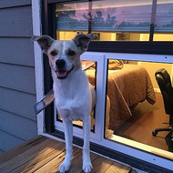 How to Choose a Pet Door That Will Last for Years