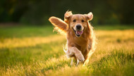 How a Pet Door Can Help Keep Your Dog Active Every Day