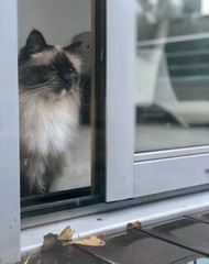5 Best Cat Doors for 2021