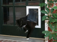 The Best Pet Doors for Small Dogs and Cats