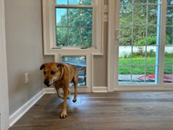 Why Pet Owners Wish They Had Installed a Pet Door Sooner