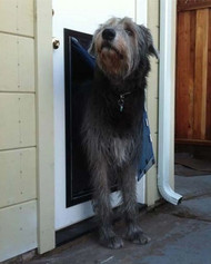 How to Choose the Best Pet Door for Large Dogs
