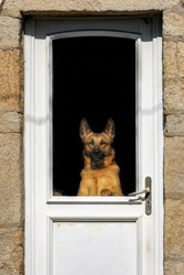 4 Ways to Secure Your Pet Door from Burglary