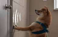 How a Pet Door Can Help Protect Your Floors and Doors