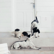 The Ultimate Checklist Before Installing a Pet Door