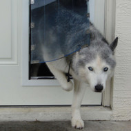 The Complete Pet Door Buying Guide for Dog and Cat Owners