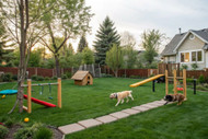 The Benefits of a Pet Door for Homes With Large Backyards