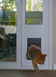Pet Door Solutions for Renters